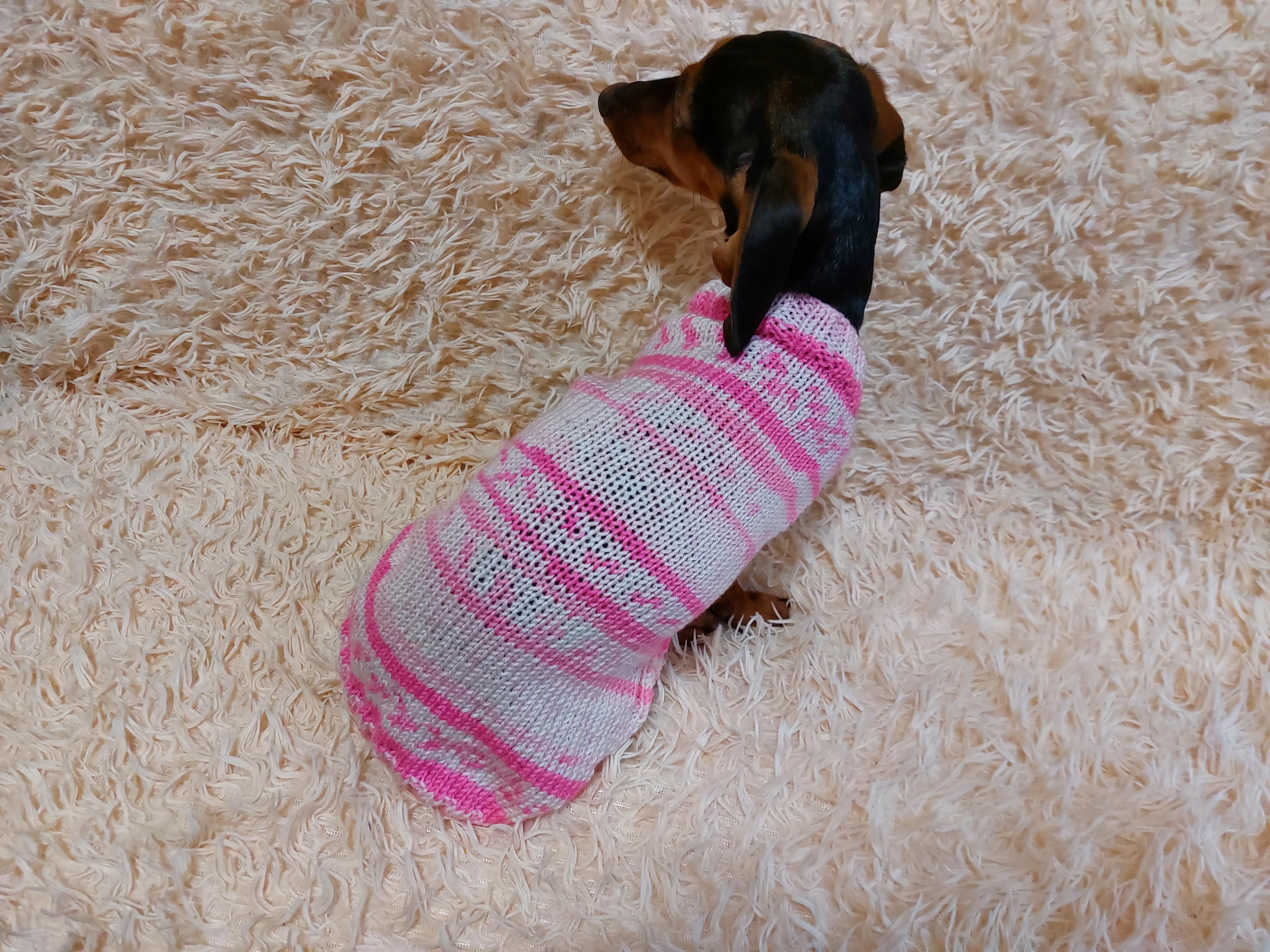 Bright sweater for a petite dachshund, Pet clothes patterned sweater,dachshund clothes sweater