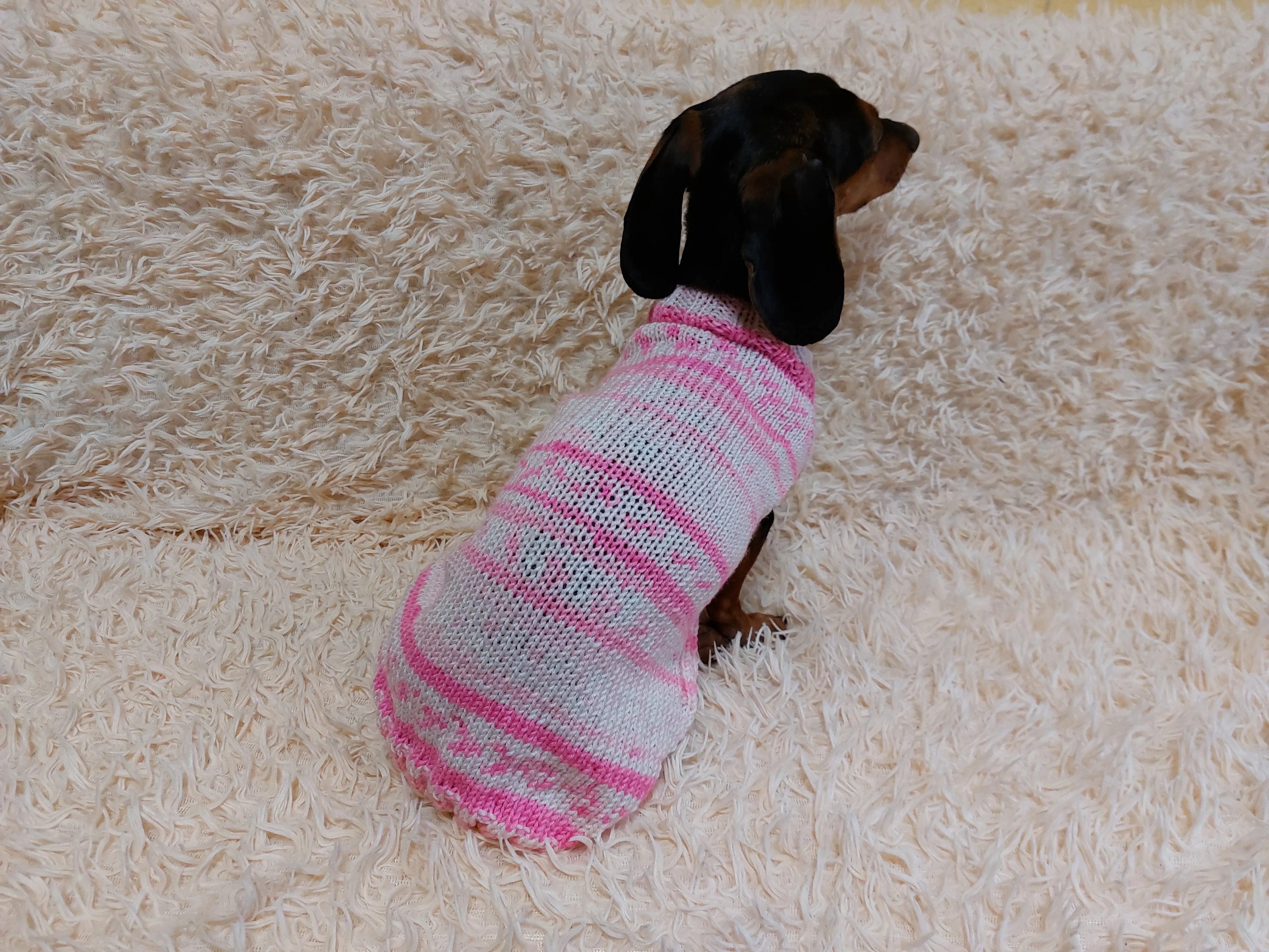 Bright sweater for a petite dachshund, Pet clothes patterned sweater,dachshund clothes sweater