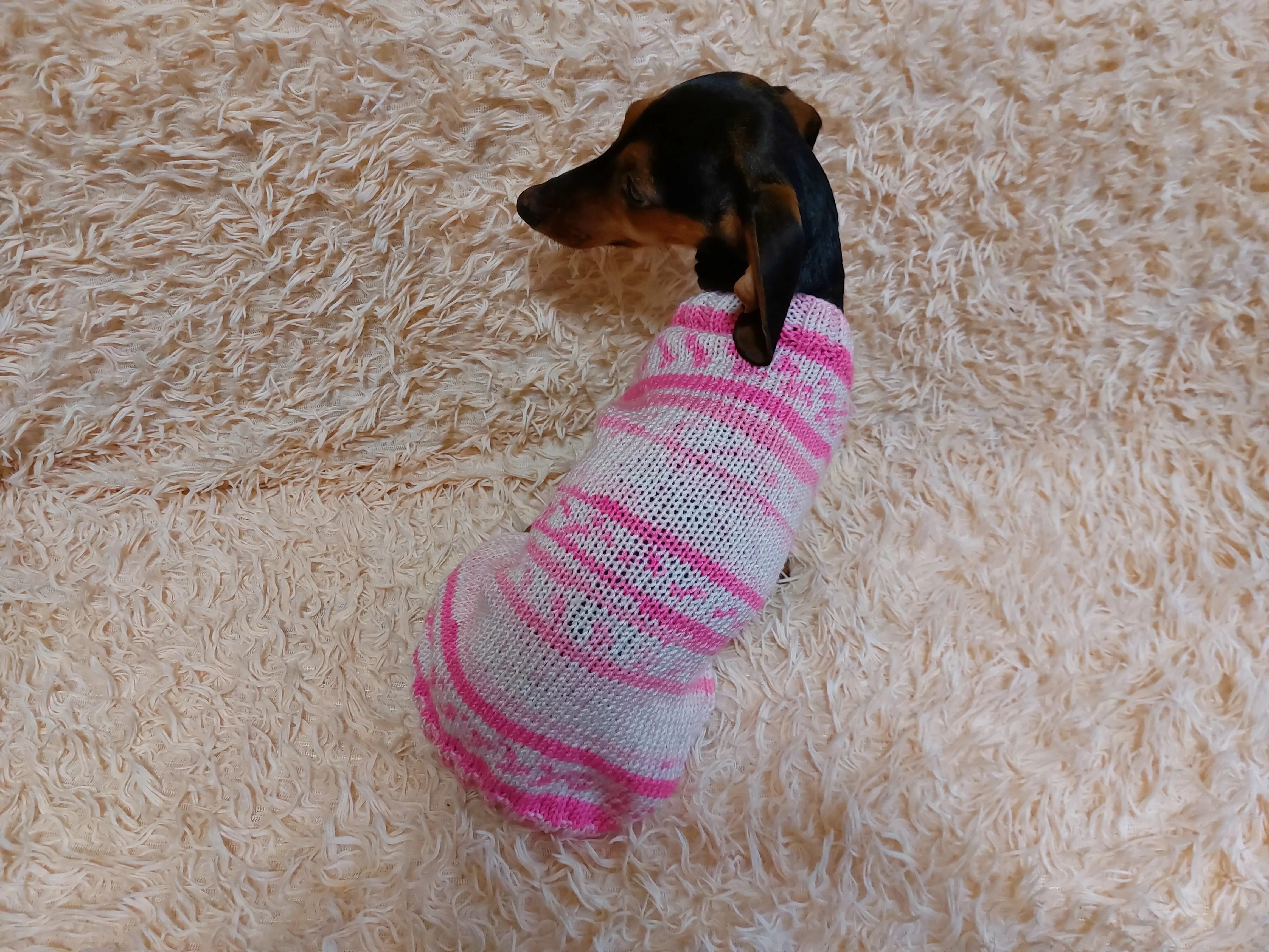 Bright sweater for a petite dachshund, Pet clothes patterned sweater,dachshund clothes sweater